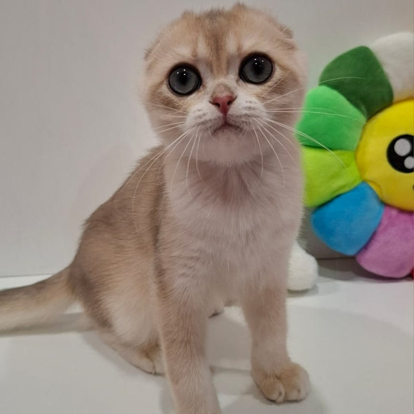 Xavier Scottish Fold male, blue golden chinchilla