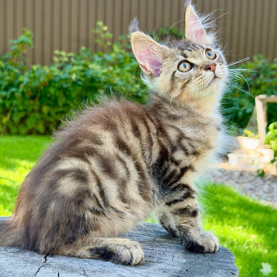 Noy Maine Coon male, black spotted tabby