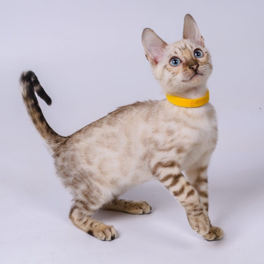 Walter Bengal male, black spotted tabby pointed