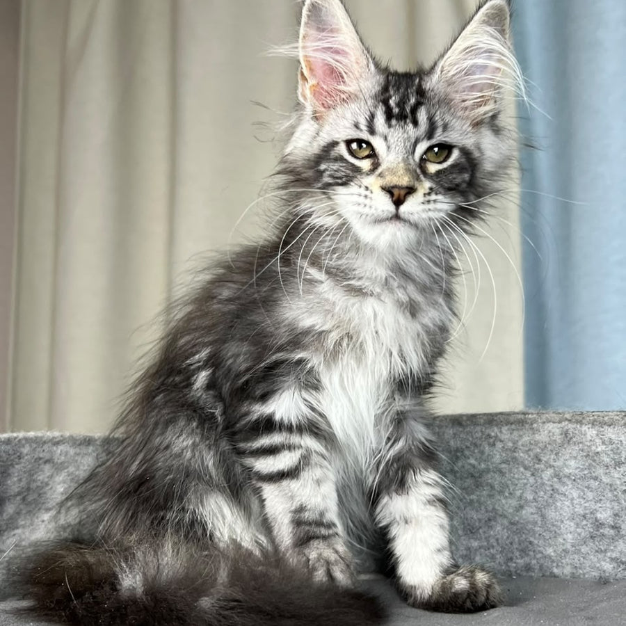 Quincy Maine Coon female, black silver tabby