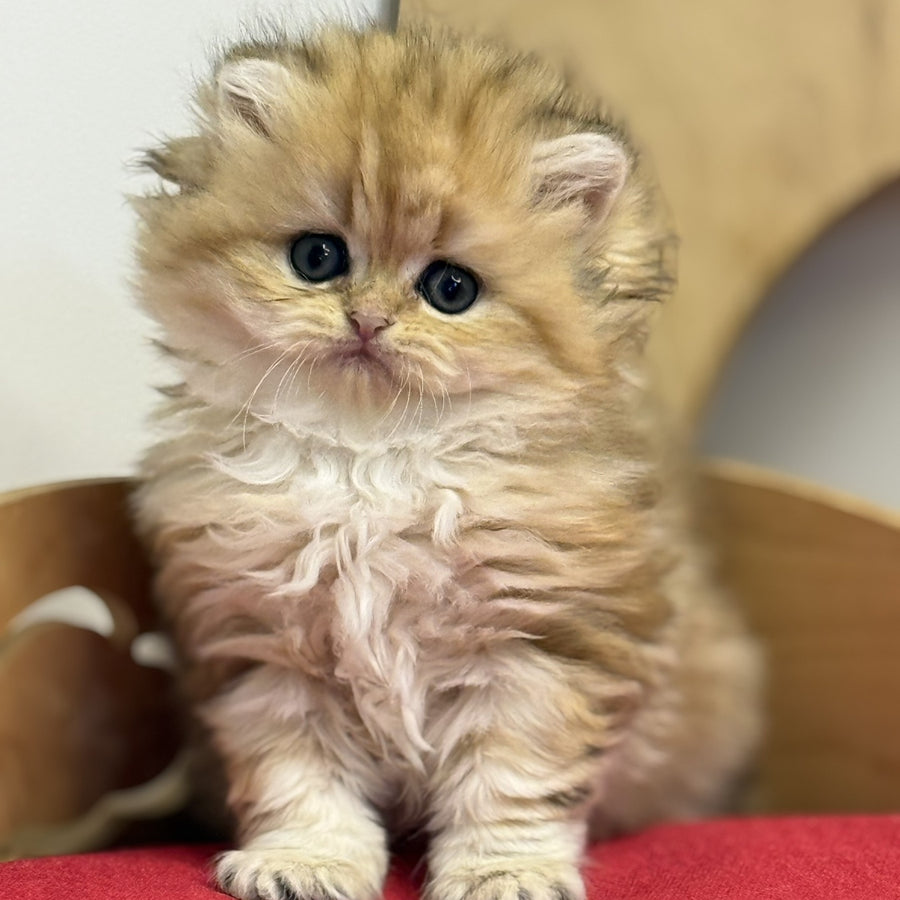 Nori British Longhair female, black golden tabby