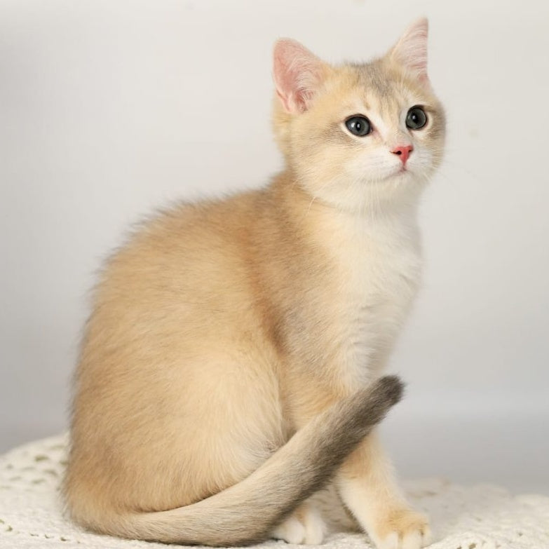 Samuel British Shorthair male, blue golden chinchilla