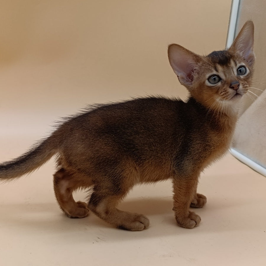 Mikkel Abyssinian male, black