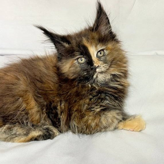 Magnolia Maine Coon female, black tortie