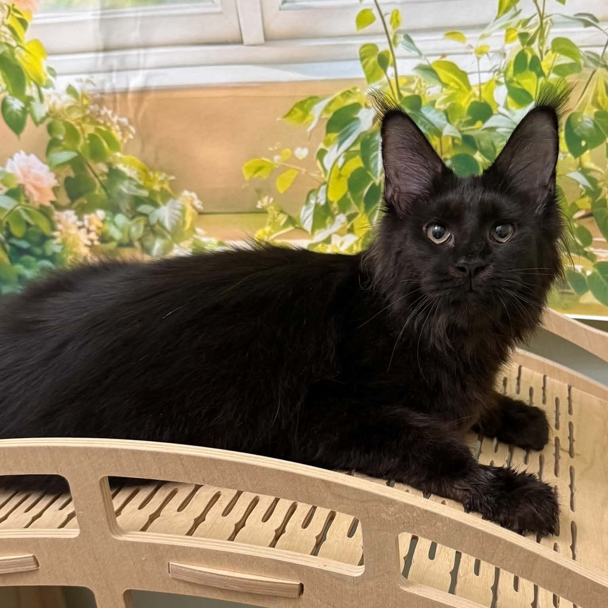 Xandra Maine Coon female, black
