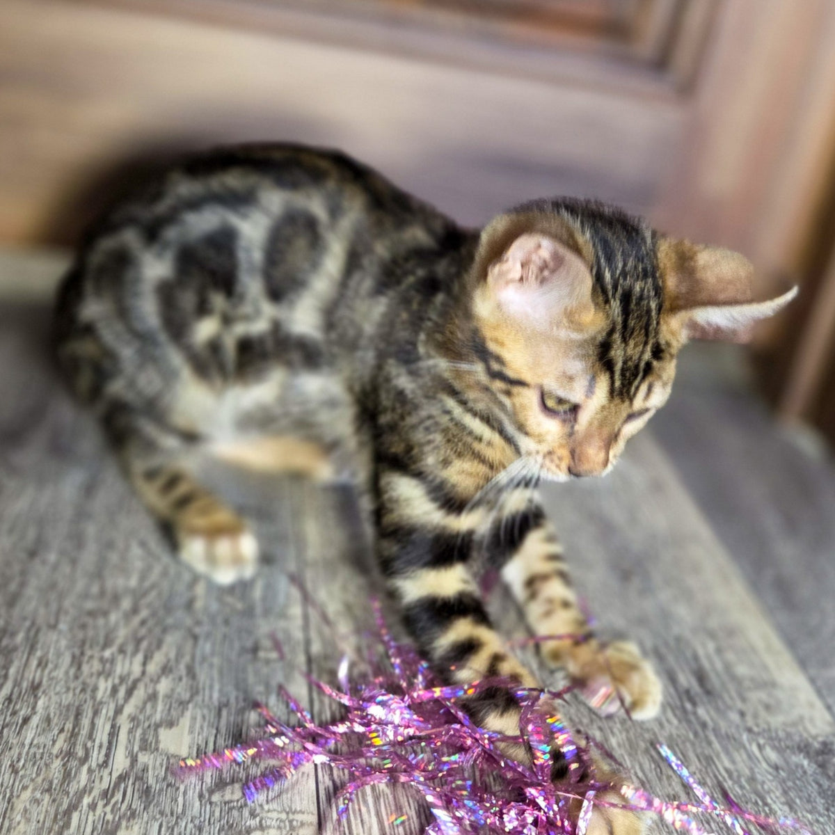 Madison Bengal male, black spotted tabby
