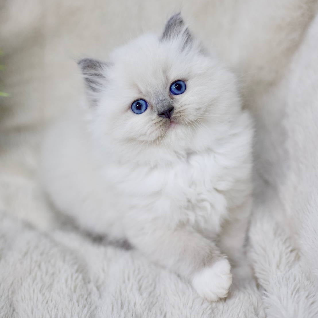 Rolex Ragdoll male, blue mitted