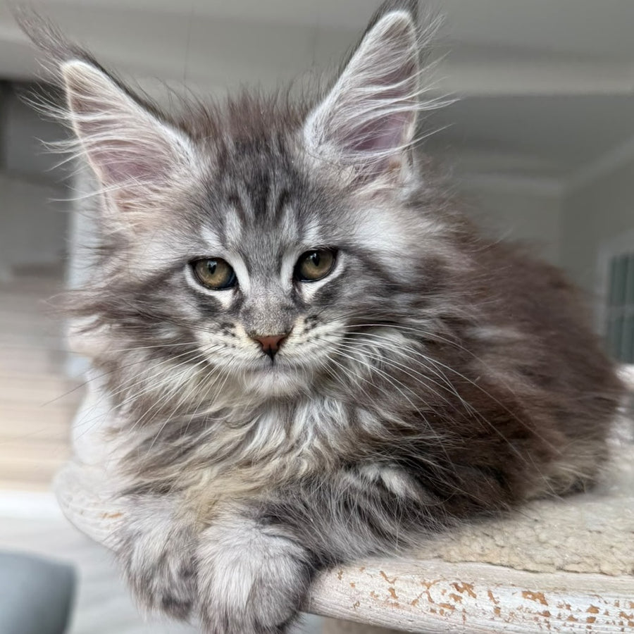 Odry Maine Coon female, black silver tabby