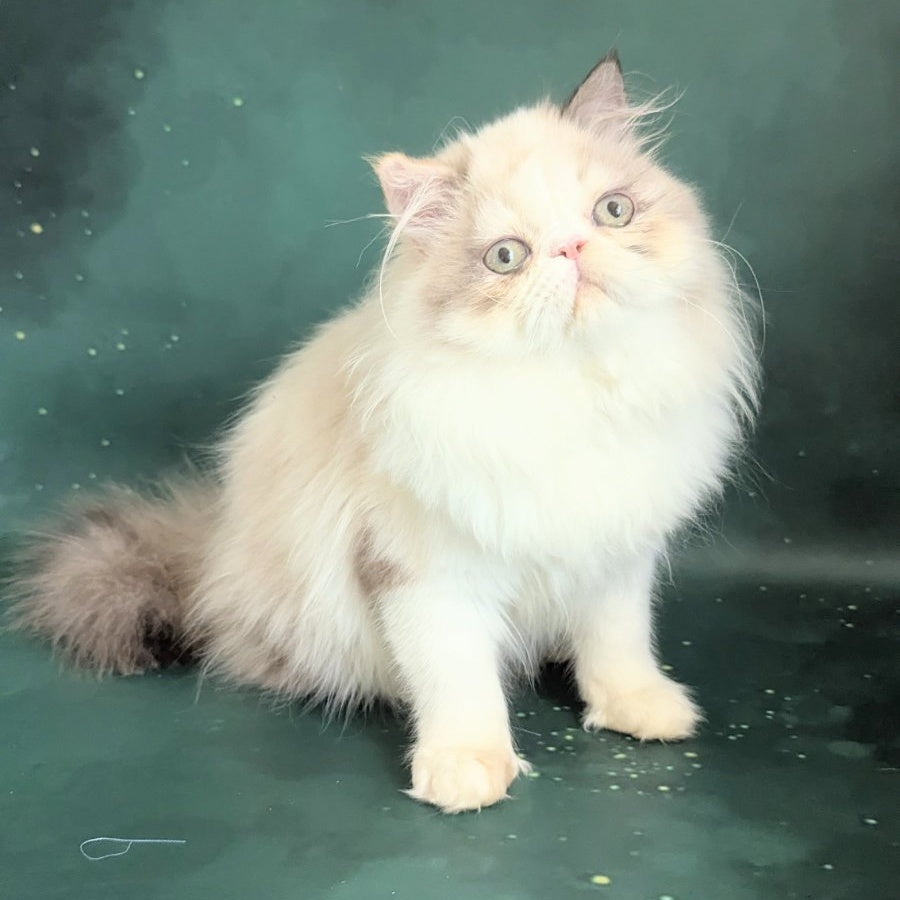 Nelli Persian female, blue tortie pointed bicolour