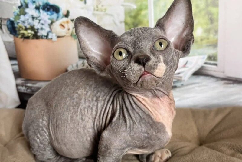 Barni Bambino male blue bicolour - live animals