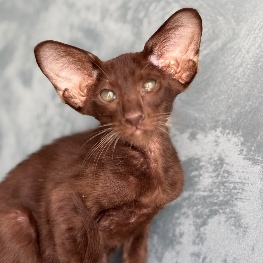 Nolik Oriental Shorthair male, chocolate