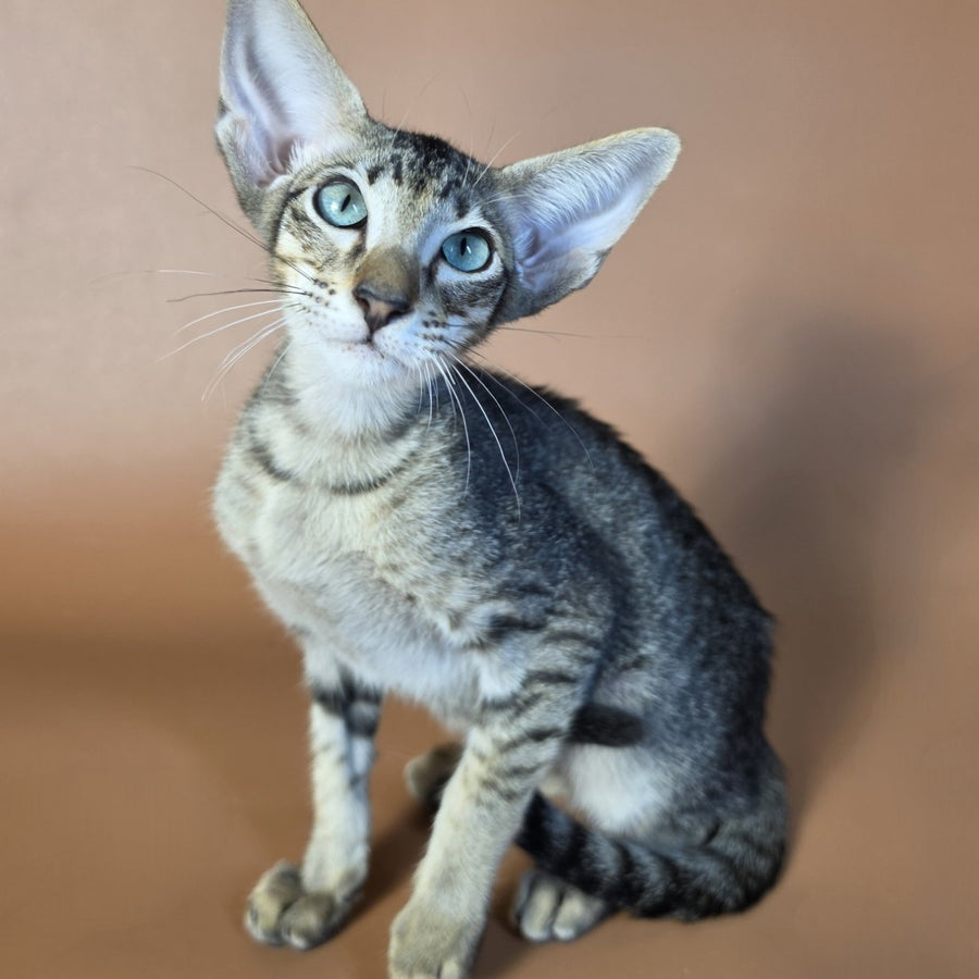 Gabriel Oriental Shorthair male, black spotted tabby