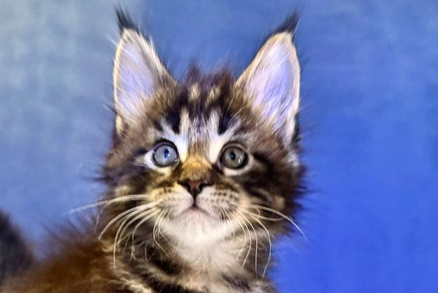 Denis Adamaris Maine Coon male black tabby live animals