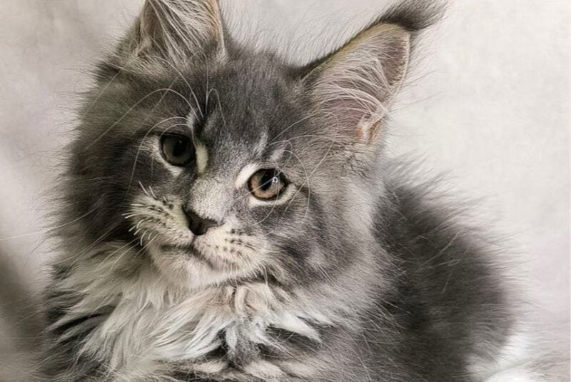 Tsunami Maine Coon female, blue silver bicolour tabby