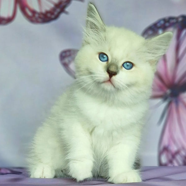 Eshley Siberian male, blue with white tabby pointed