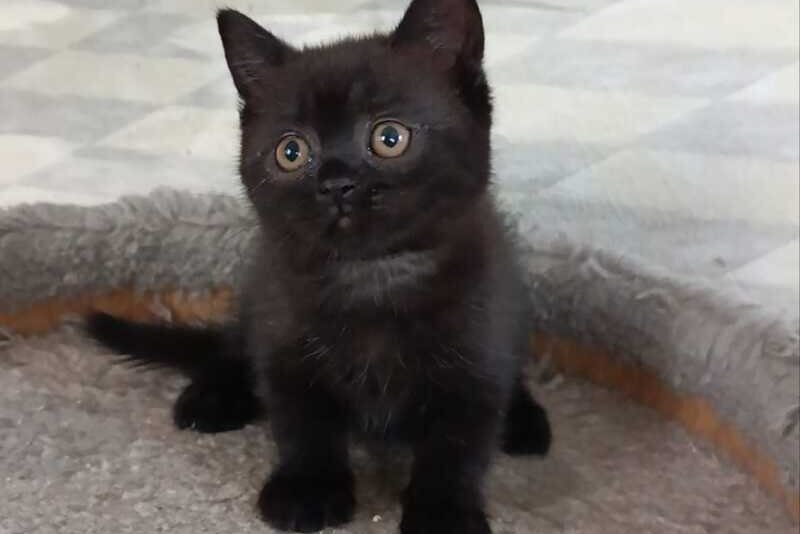 Cassie British Shorthair female, black