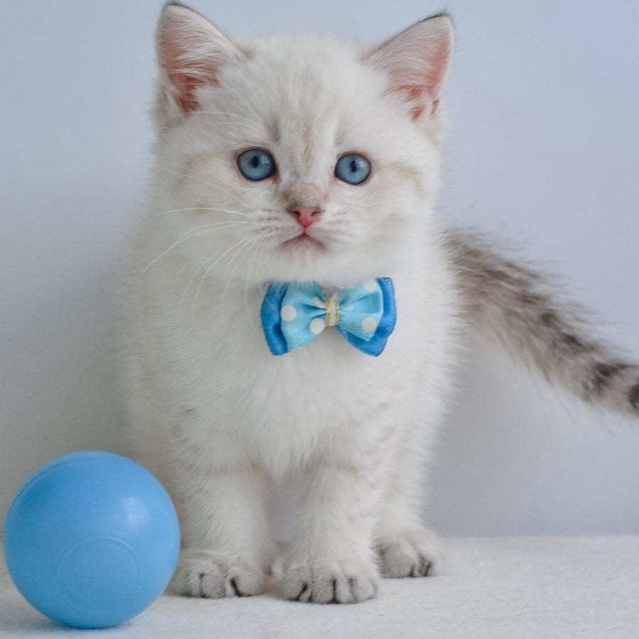 Iman British Shorthair male, black golden tabby pointed