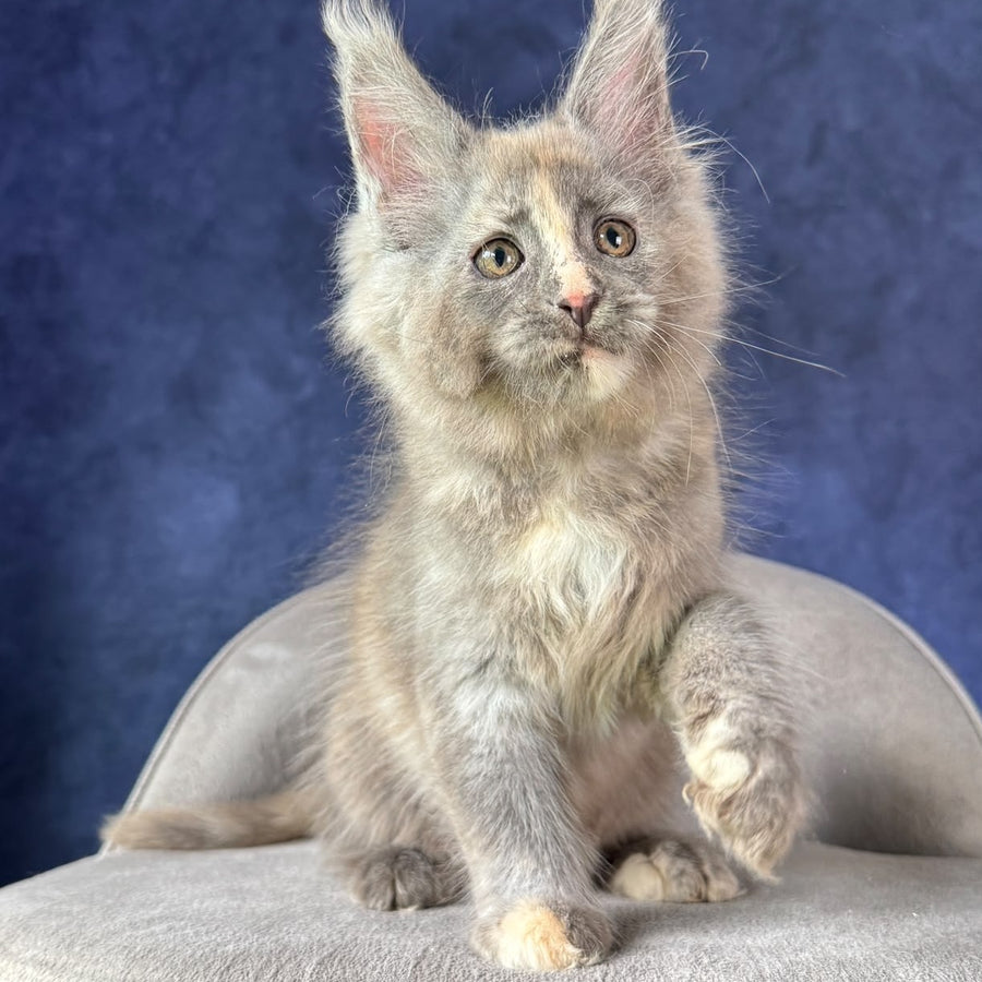 Siri Maine Coon female, blue tortie silver