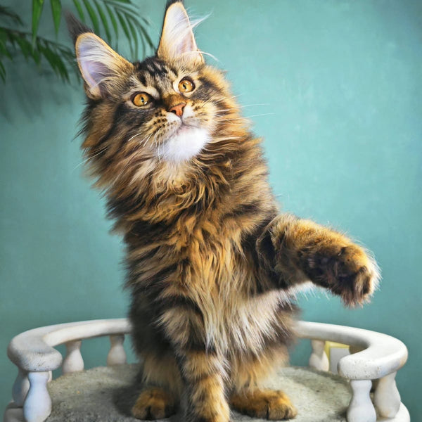 Hunter Maine Coon male, black tabby