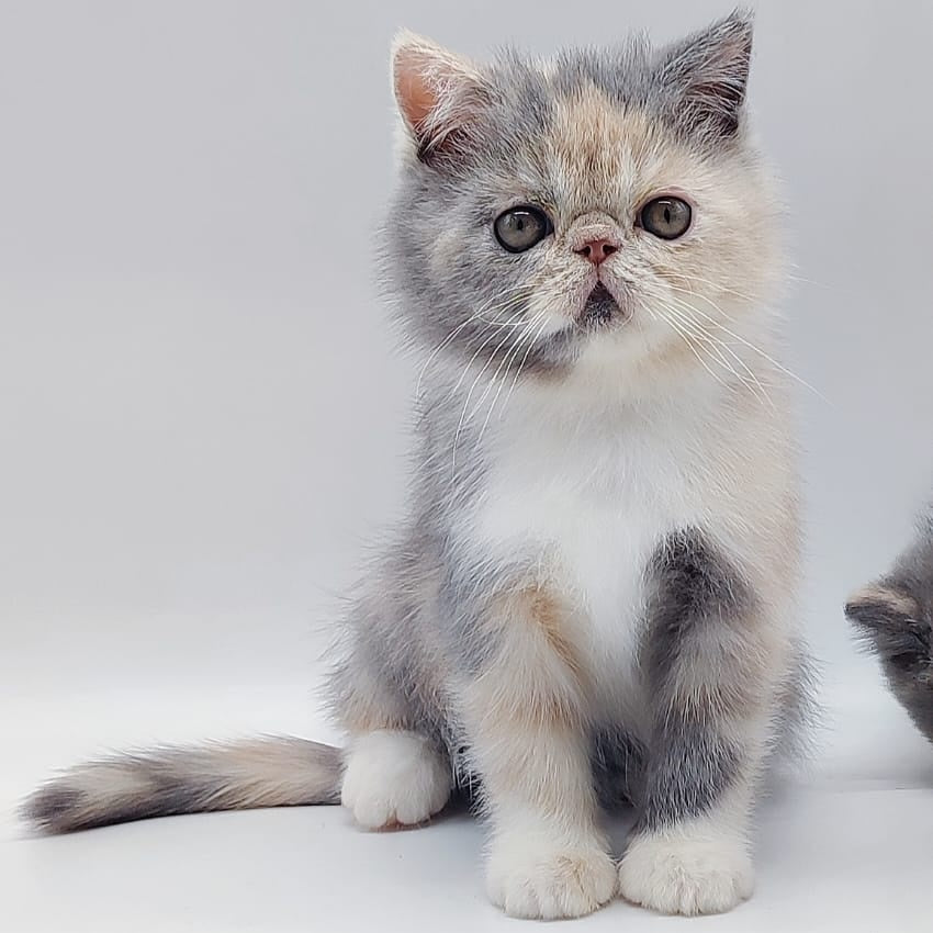 Klava Exotic female, blue tortie bicolour