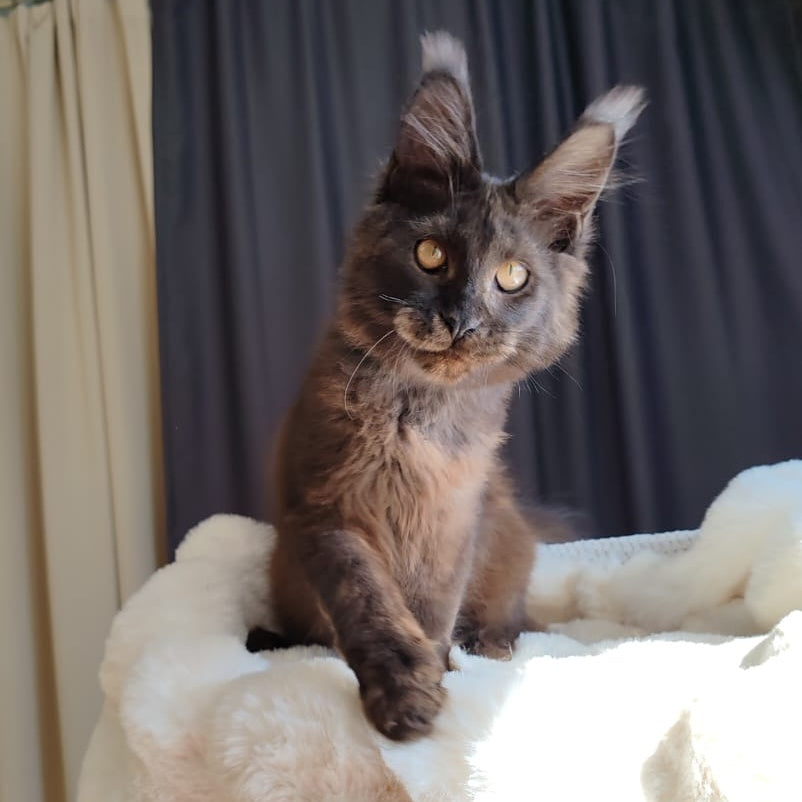 Sharhan Maine Coon male, black silver