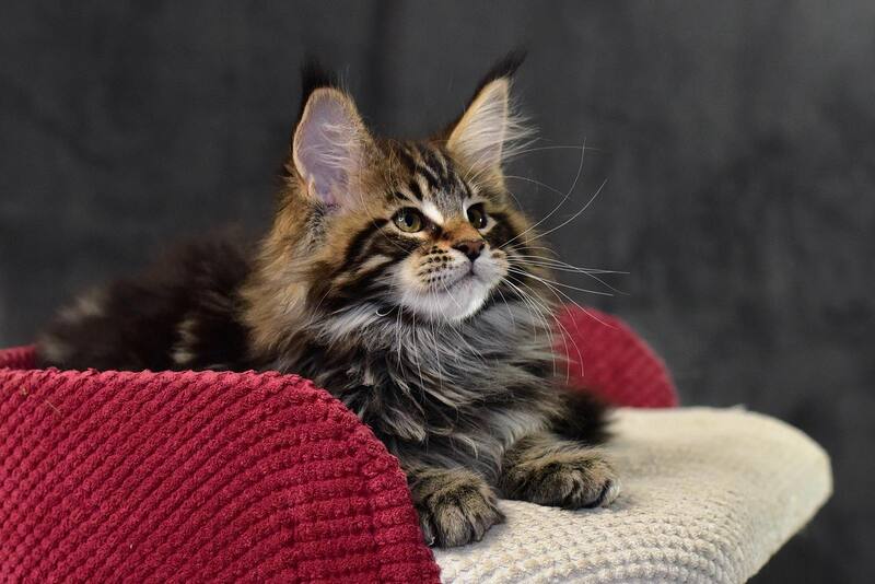 Caesar Maine Coon male, black tabby