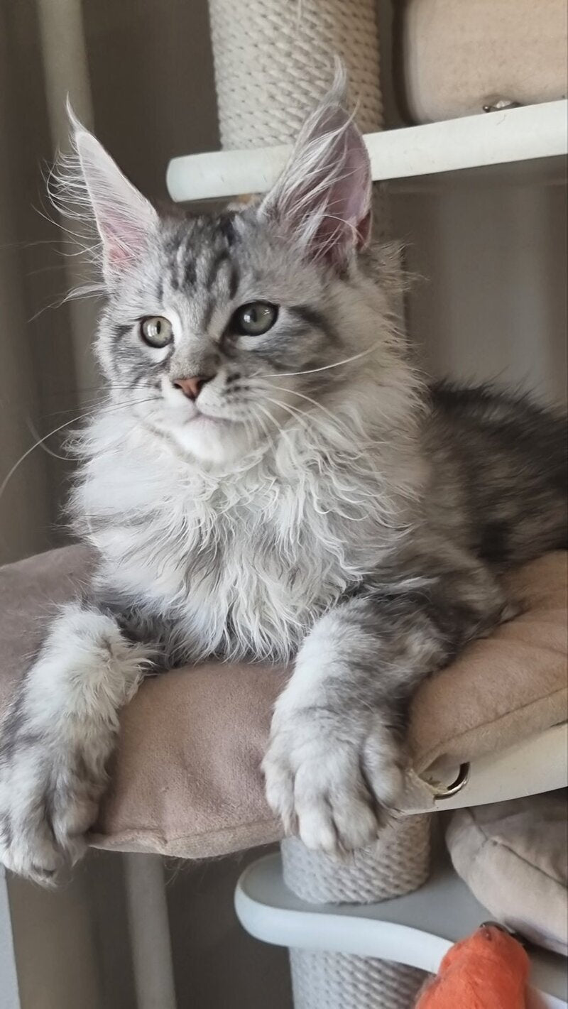 Dafna Maine Coon female black silver tabby - live animals