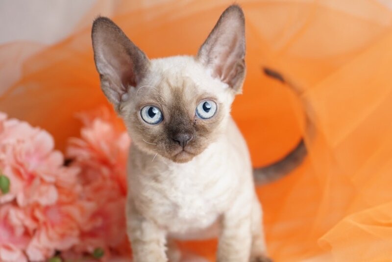 Naila Devon Rex female chocolate pointed - live animals