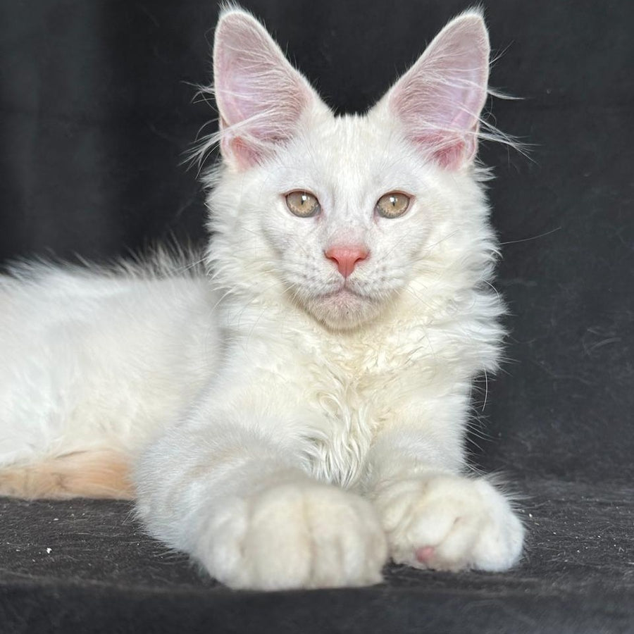Juno Maine Coon male, red silver shaded