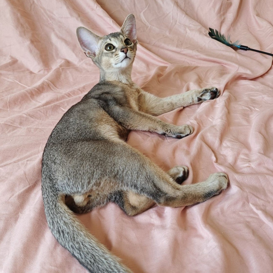 Kai Abyssinian male, blue