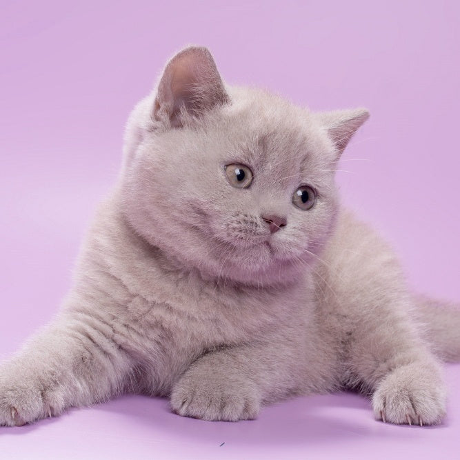 Sassy British Shorthair female, lilac