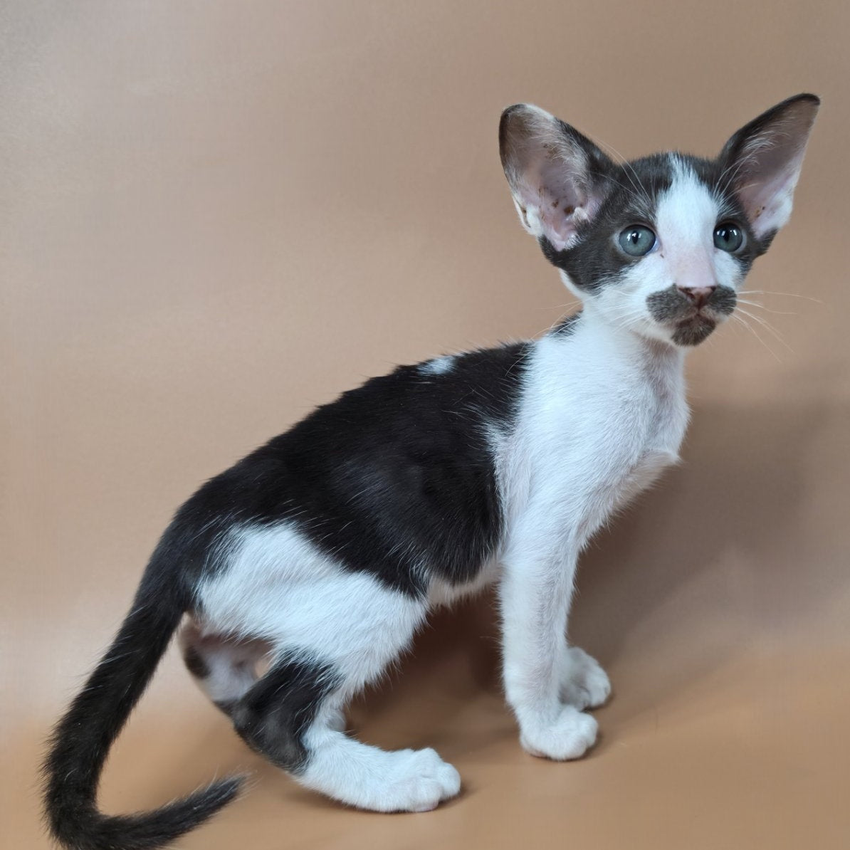 Koji Oriental Shorthair male, chocolate bicolour