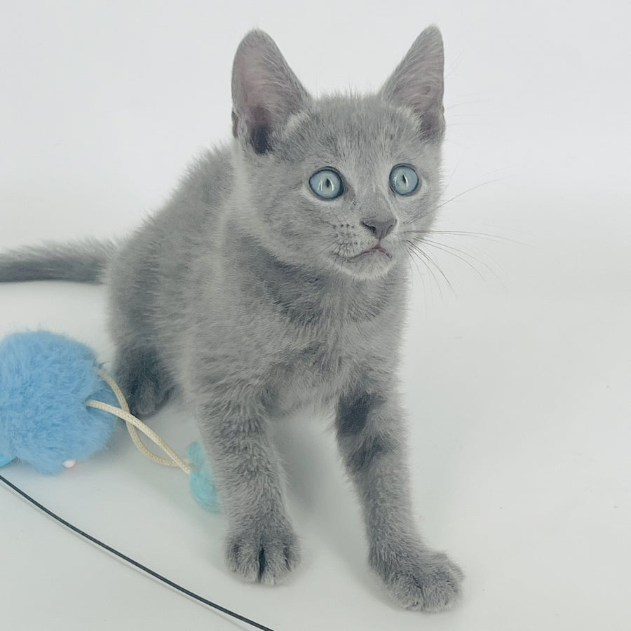Aron Russian Blue male, blue