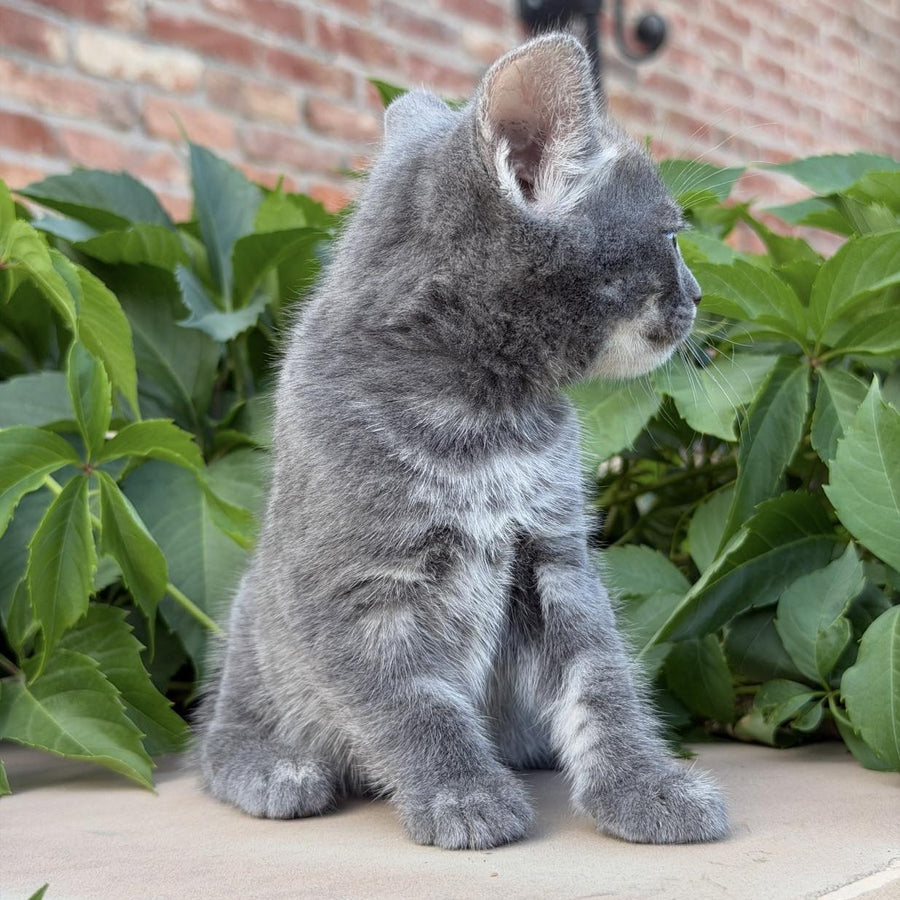 Calvin Bengal male, blue silver spotted tabby