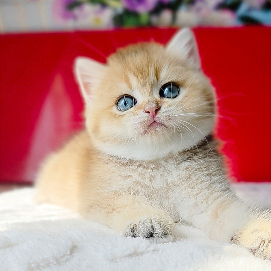 Thomas British Shorthair male, black golden shaded