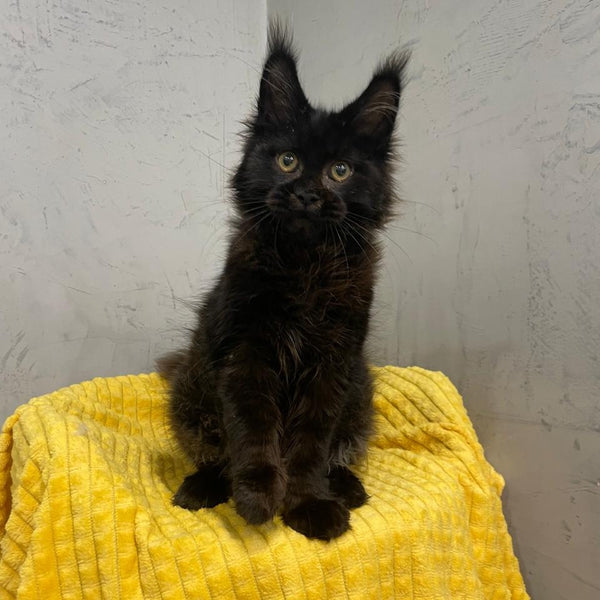 Potap Maine Coon male, black