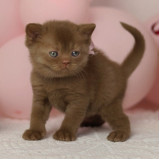 Luna British Shorthair female, cinnamon