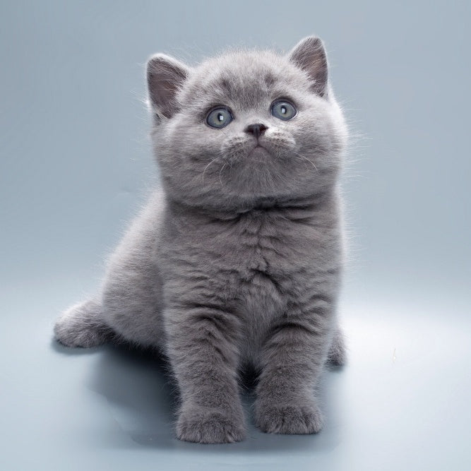 Quick British Shorthair male, blue