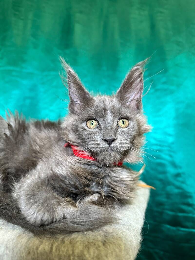 Martha Maine Coon female, blue