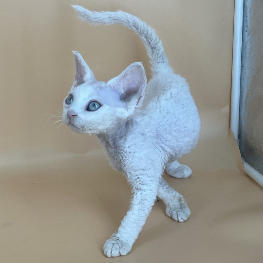 Arni Devon Rex male, white