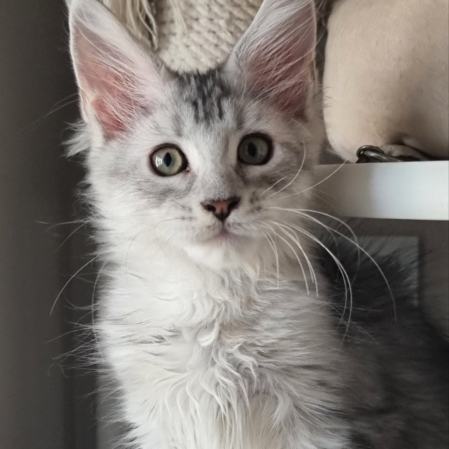 Eveta Maine Coon female, black silver tabby