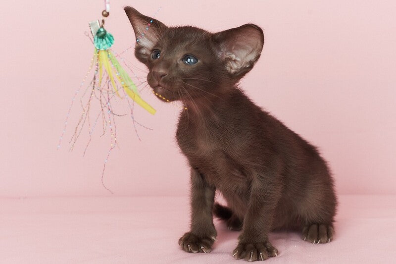 Quentin Oriental Shorthair male chocolate - live animals