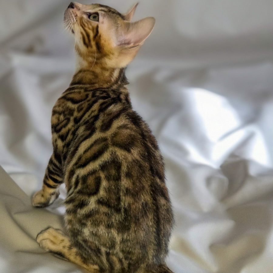 Mike Bengal male, black spotted tabby