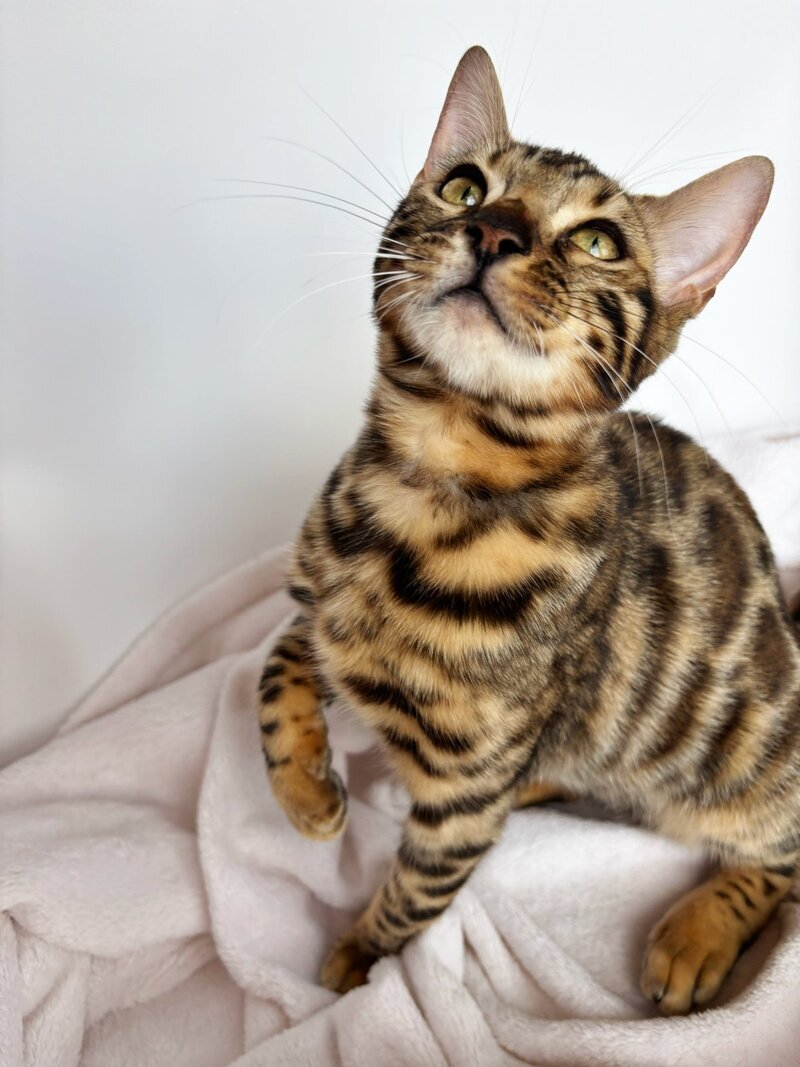 Lola Bengal female black spotted tabby - live animals