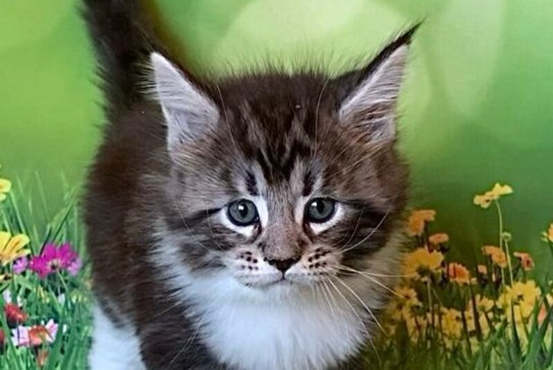 Uttar Maine Coon male, black silver bicolour tabby