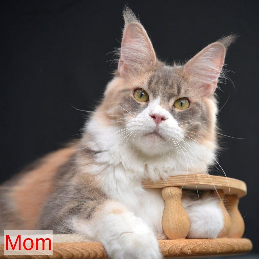 Bright Star Maine Coon male, black with white spotted tabby