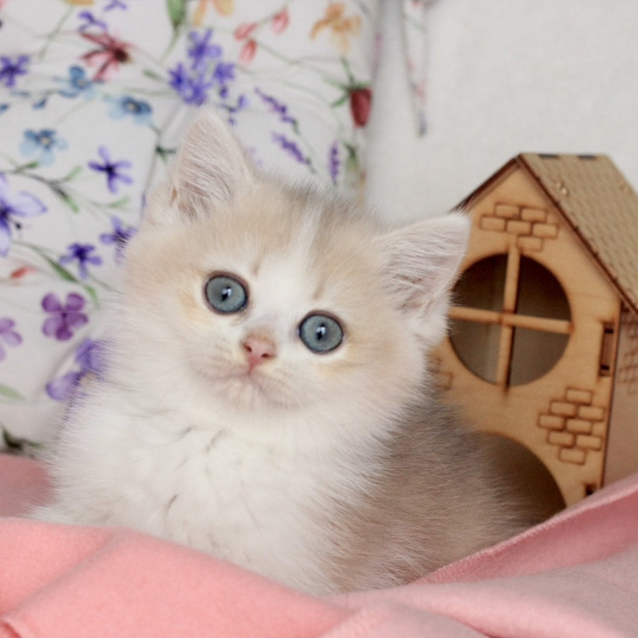 Watson British Shorthair male, blue golden chinchilla bicolour