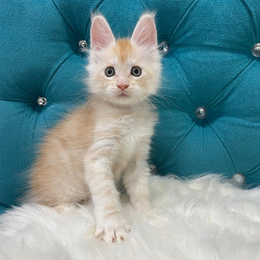 Timofey Maine Coon male, red silver