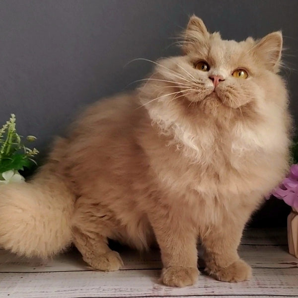 Yoshi British Longhair male, fawn