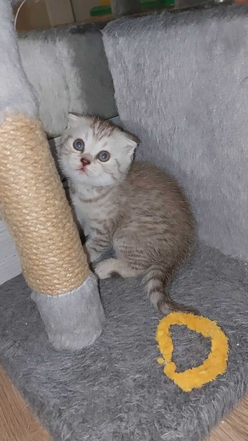 Mia Scottish Fold female, lilac silver spotted tabby